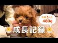 【お迎え】🐶ティーカップサイズの子犬の成長記録 / 先住犬が兄となる瞬間に感動！