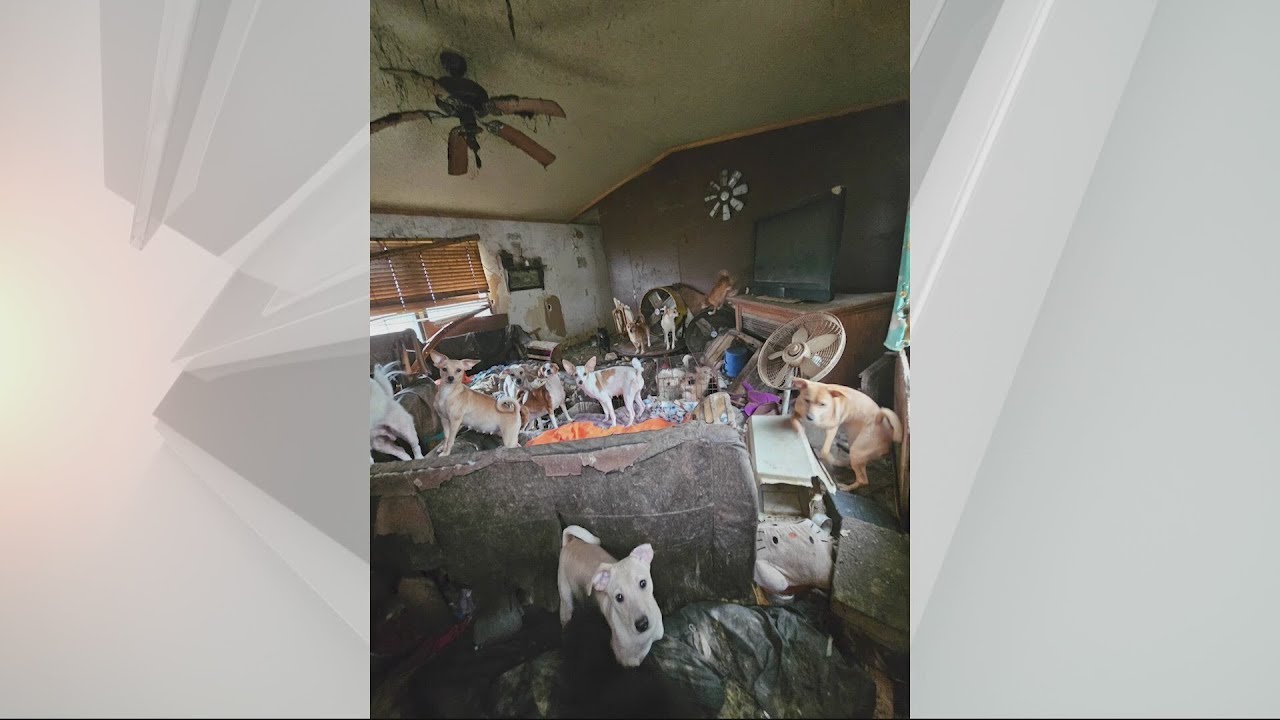 ARL rescues 100 dogs from filthy conditions in Carroll County trailer ...