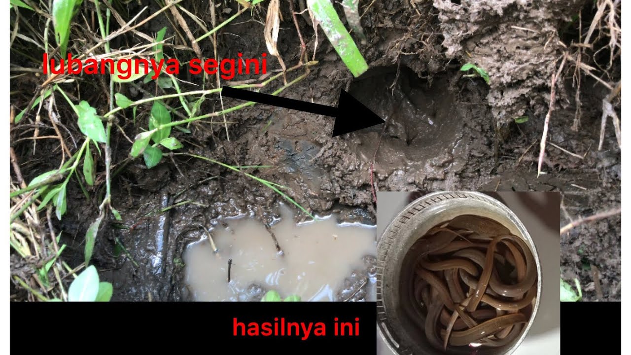 mancing belut di bekas kolam ikan 
