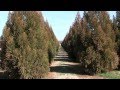 Download Hunter Trees Hunter Trees