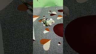 🦜budgies bird sound 😊 #talkingparrot #youtubeshorts