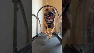 Does Your Staffy Love Running?