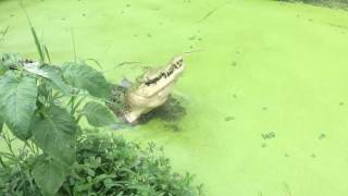 Crocodile eating a live chicken in the Philippines!!