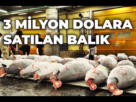 Video: Dünyanın En Pahalı Balığı Nedir