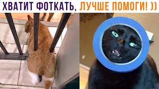 ХВАТИТ ФОТКАТЬ, ЛУЧШЕ ПОМОГИ! ))) | Приколы с котами | Мемозг 1314