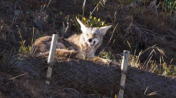 Coyote devours gopher while crowned sparrow watches