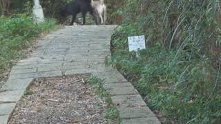 1011124B虎山吉虎導遊ENG Hushan Jihu