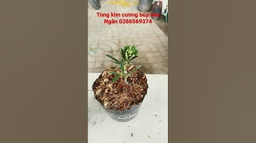 Tùng kim cương búp sen siêu hot - Hoa kiểng Cái Mơn, Chợ Lách -  Ngọc Ngân Bến Tre 0386569374