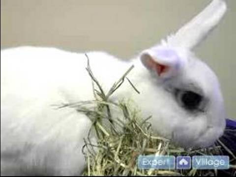 Pet Rabbit Care : Signs Your Pet Rabbit is Sick