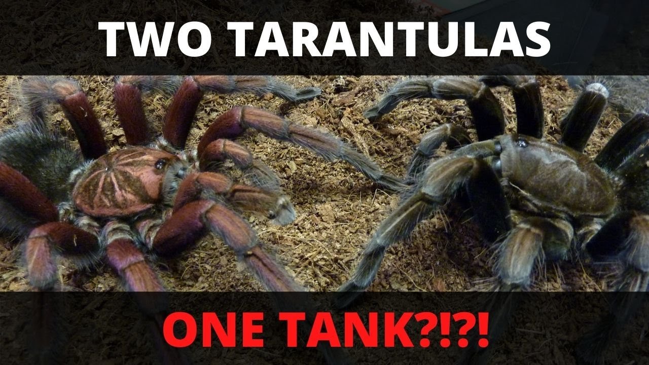 Can You Put Two Tarantulas In The Same Enclosure?