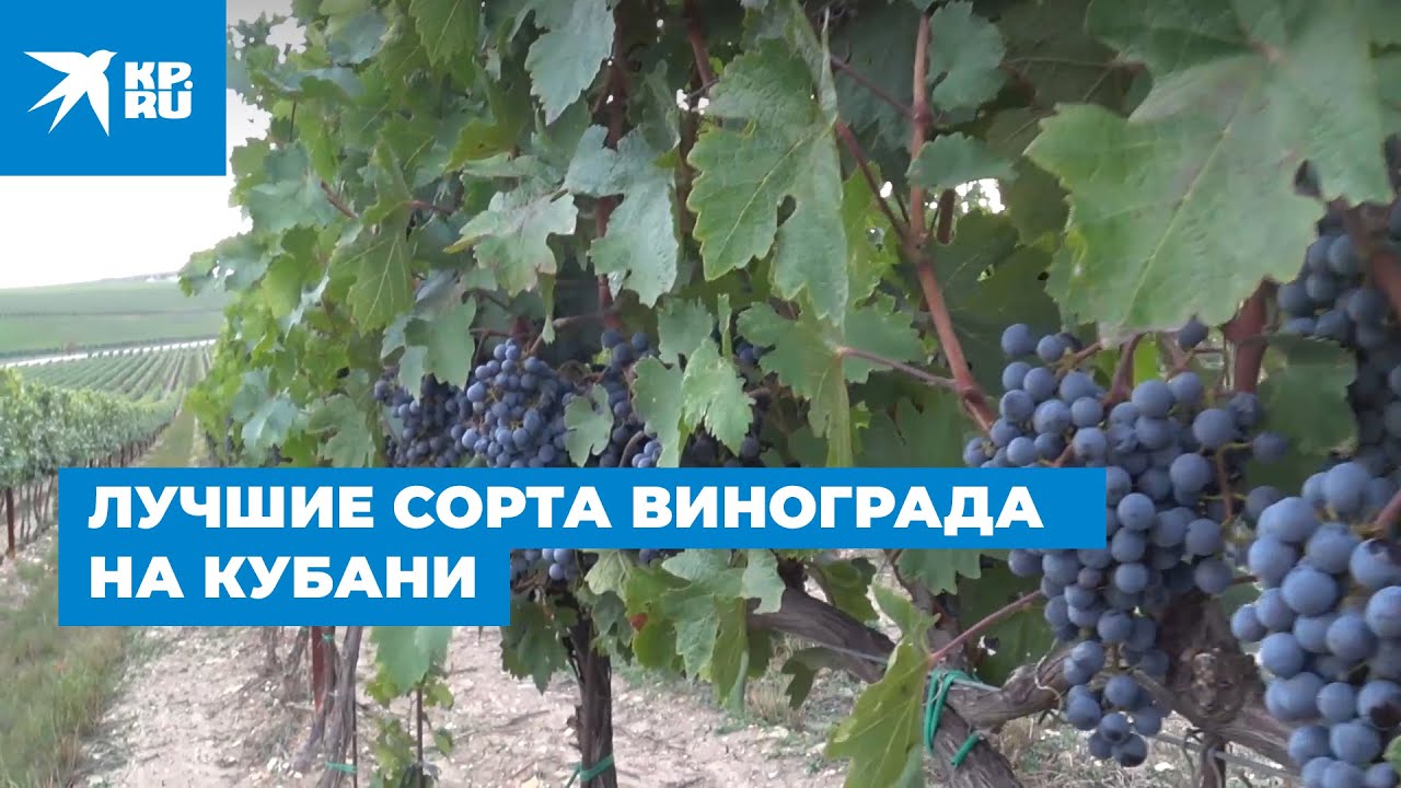 Лучшие сорта винограда на Кубани, которыми гордятся виноделы