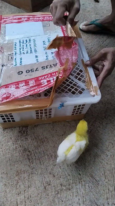 Unboxing kenari f1sf paud