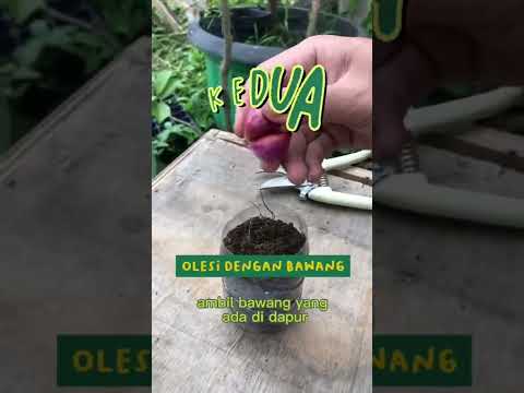 Video: Bila Ambil Keratan Milkweed – Cara Menanam Milkweed Dari Keratan