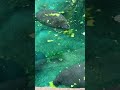 Manatees Recreational center Florida #manatee #shorts #shortvideo #short
