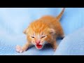 Kitten open her eyes, meowing and kitten suckling