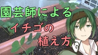 【プランター栽培】イチゴの定植方法【6/12】