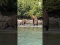 Bears brawl in Alaska