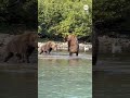 Bears brawl in Alaska