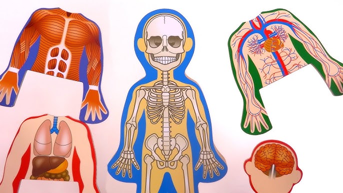 7 astuces pour expliquer le corps humain aux enfants