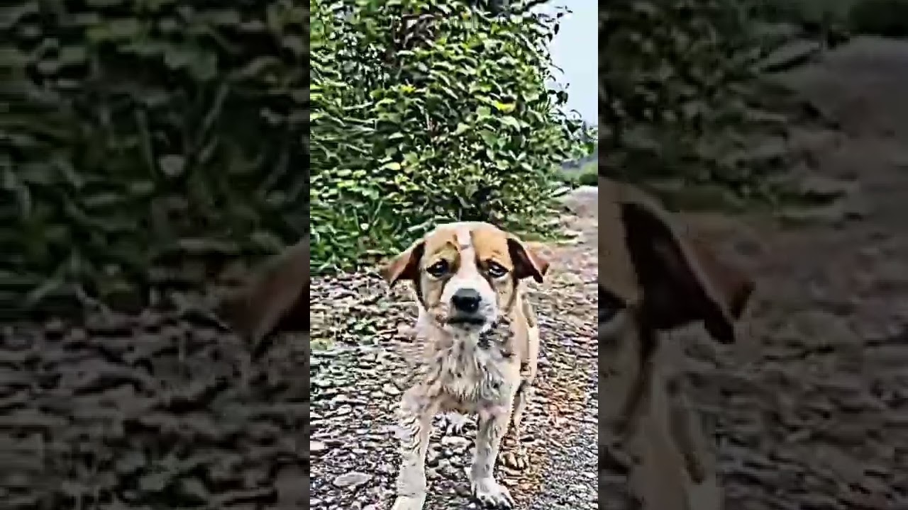 cute dog whatsapp status viral dog status 😎youtubeshorts YouTube