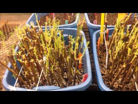 Plum and Peach Rootstock Propagation