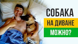 видео: Можно ли собаке спать на кровати? Как отучить? картинка: Можно ли собаке спать на кровати? Как отучить?