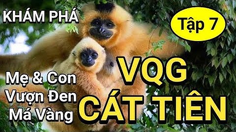 Khám phá VQG Cát Tiên tập 7 Vượn Đen má Vàng CAT TIEN NATIONAL PARK DISCOVERY