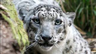 SNOW LEOPARD stalking and attacks!