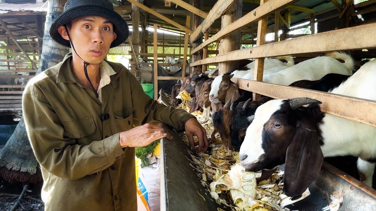 Cách Cho Dê Ăn Mít Hiệu Quả Của Anh Thành