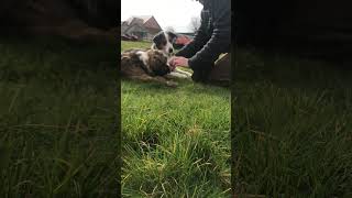 Australian shepherd and tebbitan terrier doing beginner tricks together .