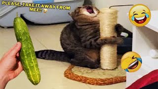 New Funny Animals 😂 Funniest Cats and Dogs Videos 😺🐶 #55 by BOO PETS 101 views 4 months ago 10 minutes, 20 seconds