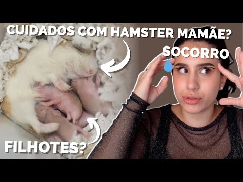 Vídeo: Como fazer sexo hamster bebê