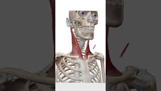 Celebrity Mistake When Shading Neck - Quick Art Tips #art #sketch #shorts #tutorial #drawingtutorial #anime Net Worth