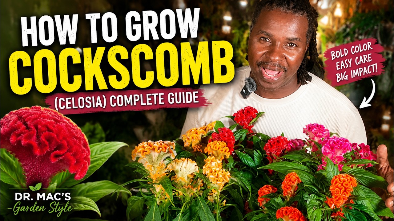 How to Grow Cockscomb (Celosia) | Complete Growing & Care Guide