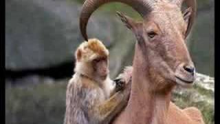 Gulasor - Www.yuksekovaforum.com