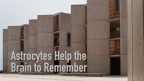 Astrocytes Help the Brain to Remember