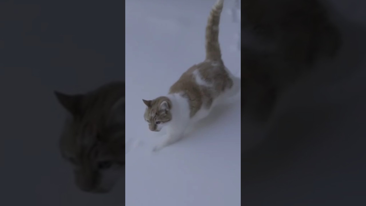 Pumpkin Kitty's NO WAY Snow Day (Meet Mi Kitties) 🐈❄️🐈‍⬛️