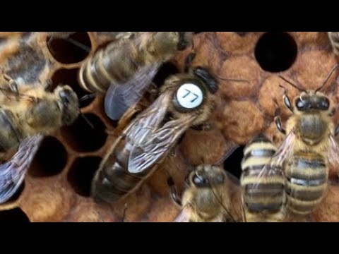Купить Пчеломаток Искусственного Осеменения В Краснодарском Крае