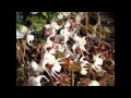昭和の花 小金沢昇司