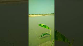 #chhathpuja