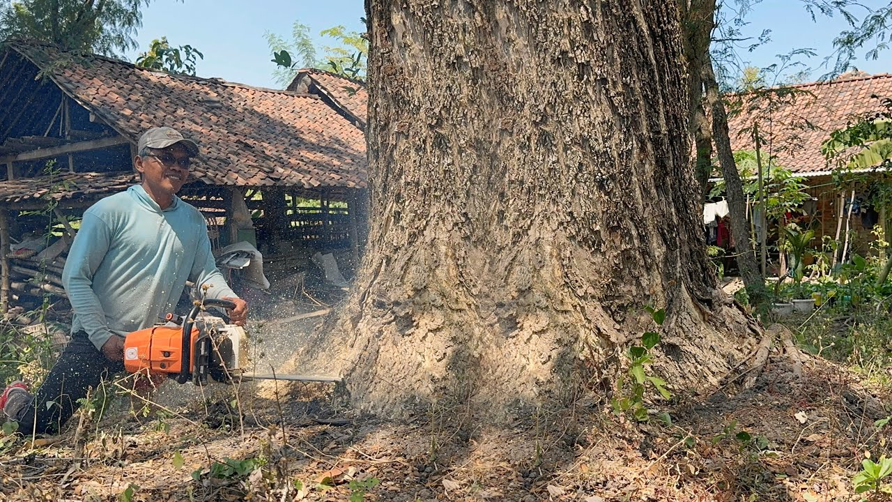 The house is at risk !! Cut down 2 trembesi trees near the house, Stihl ...