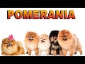 El Pomerania,Sus curiosidades y características