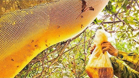 khai thác tổ ong khoái rừng lấy nước ngọt bay cực khó 8kg mật vàng