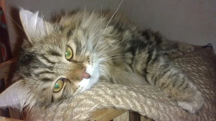 Watch the video about Sweet tender siberian kitten male