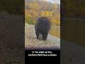 🐻 You might not like... but this is PEAK bear evolution 😍 #shorts #animal #nature #viral #fyp