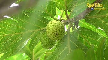 Cây sa kê làm món ăn vừa ngon lại vừa lành