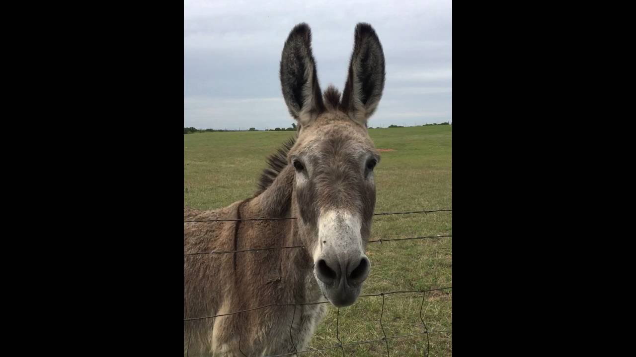 Hiliarious Donkey Sounds YouTube