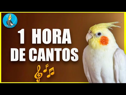 🟡 1 HORA DE CANTOS DE LA CACATUA NINFA COLAPSITA   enseñale a cantar