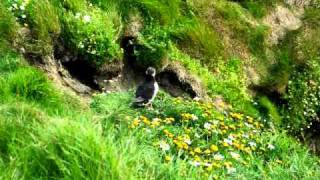 Puffin at Sumburgh Head