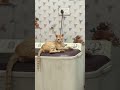 Nendein aye na🤪#youtubeshorts #youtubesearch #youtubefeed #fypシ゚viral #cat #petlover #funnycats